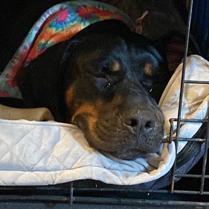 @kobetherescue