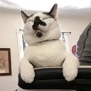 @mochi_moo_cow