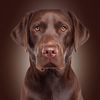 dukedogadventures2016