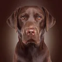 @dukedogadventures2016