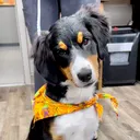 @snodgrass_vet
