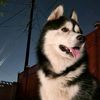 zeus.siberan.husky