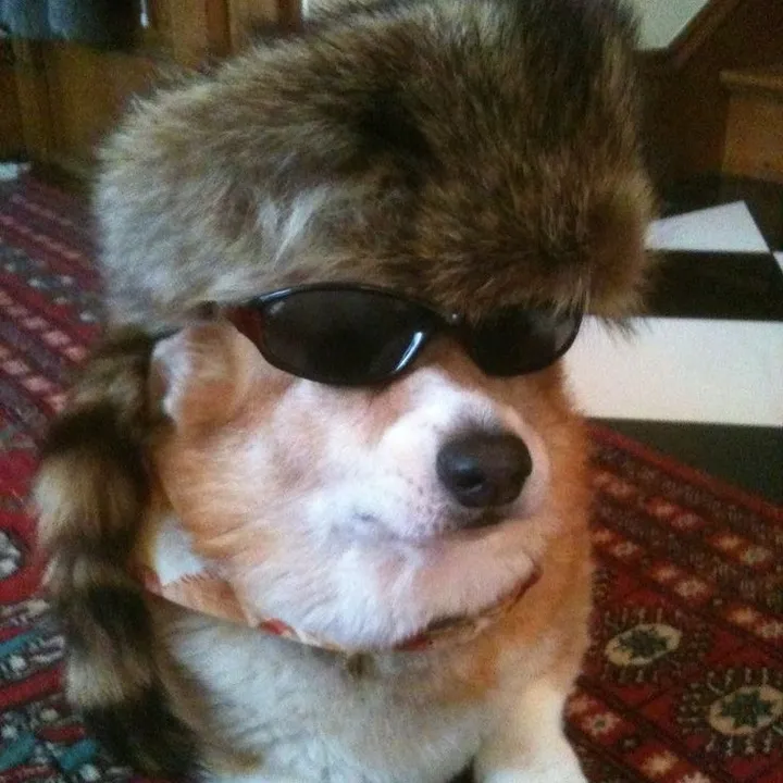 corgilover8273