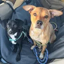 @snickers_and_sidekick