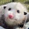 gladysopossum