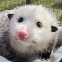 @gladysopossum