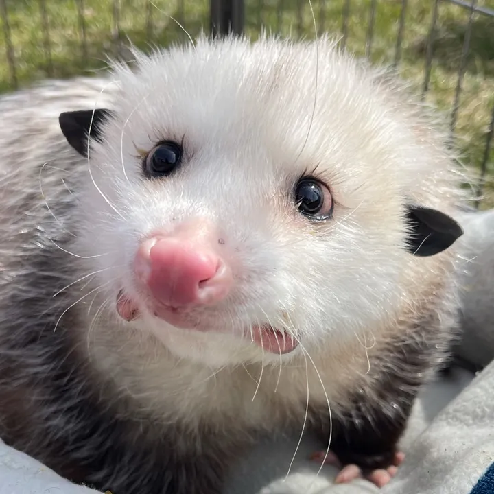 gladysopossum