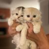 chester_and_pepper