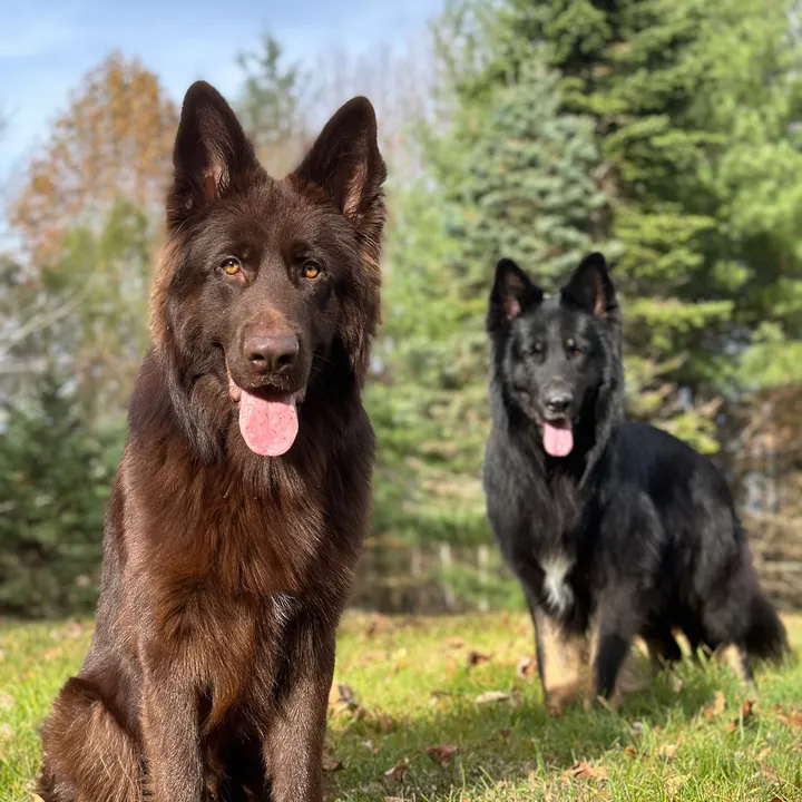 bruce_and_theo