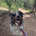 @denali_theaussiepup