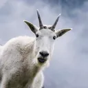 @visitmontana