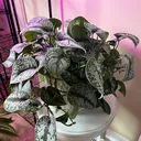 @prettyplantsnashville