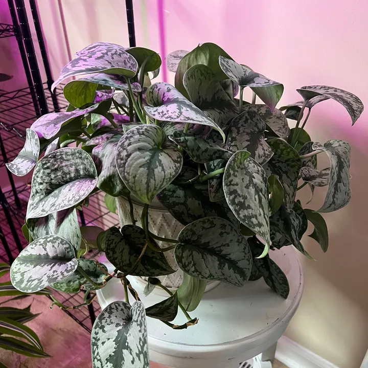 @prettyplantsnashville