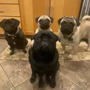 @pug_addict