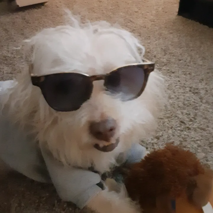 mrthestray