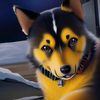hersheytheminihusky
