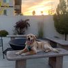 georgethegolden21