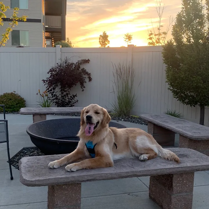 georgethegolden21