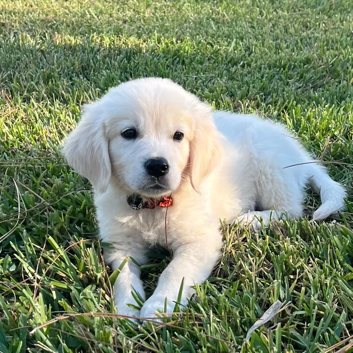 normanthegolden_