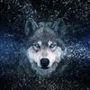 wolfsongsremedies111