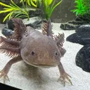 @axolotl_xi_xi