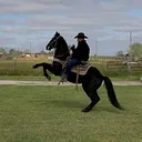 @gallovaketon