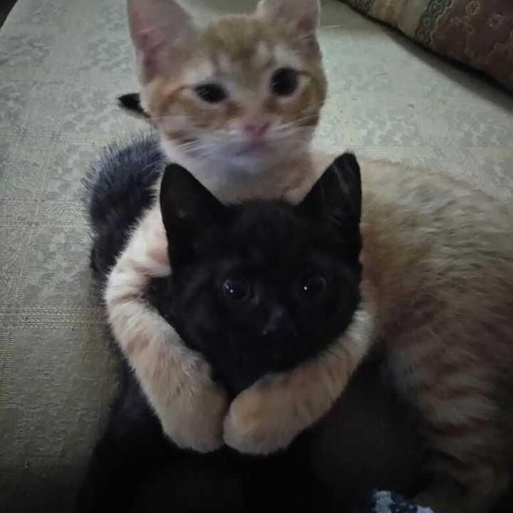 🐈‍⬛ - original sound