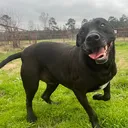 @barkingmadanimalrefuge