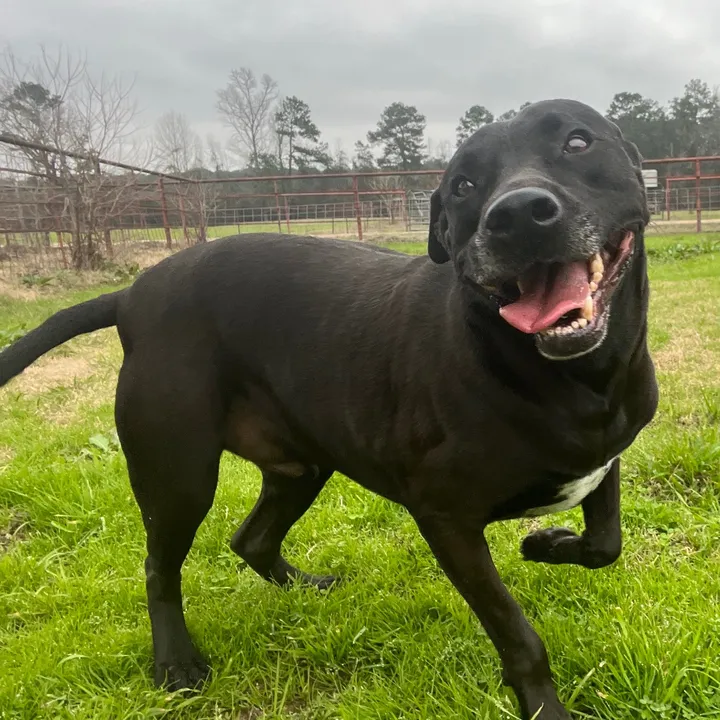 @barkingmadanimalrefuge