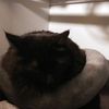 some_cats_and_their_mama