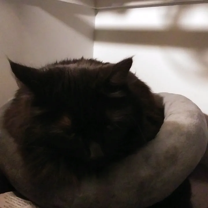 some_cats_and_their_mama