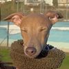 noritheiggyy