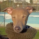 @noritheiggyy