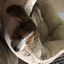 @beagleskyjj