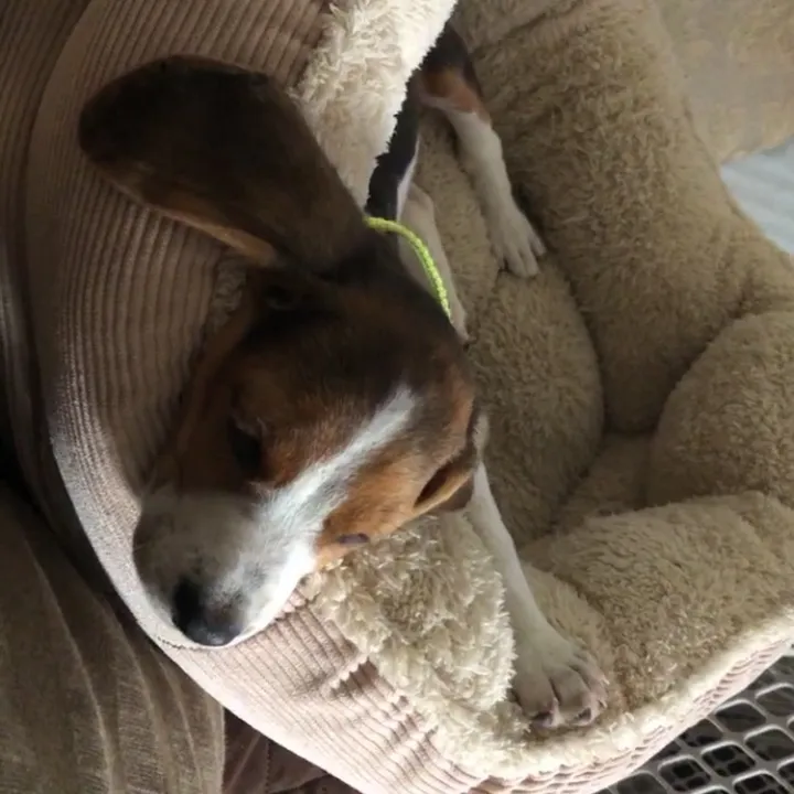 @beagleskyjj