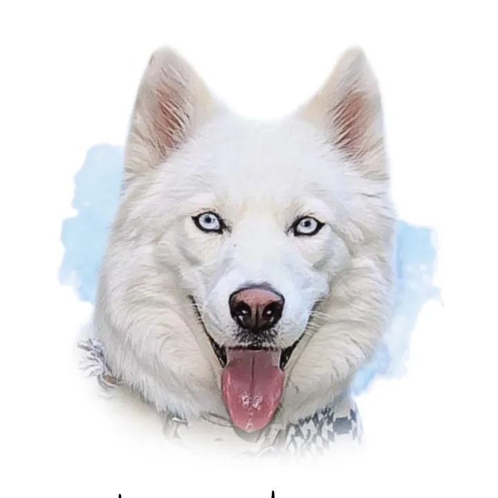 xwolfgangx