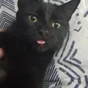 @theappalachiankitties