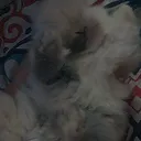 @bunbunswtf