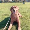 laila_goldenlyfe