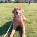 @laila_goldenlyfe