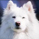 @snowystripes
