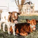 @4s_farms