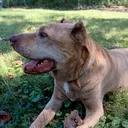 @dogdad.of.luka