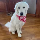 @milliebabytheretriever
