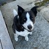 scoutieandmebooks