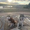 wolfieworkingdogs