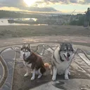 @wolfieworkingdogs