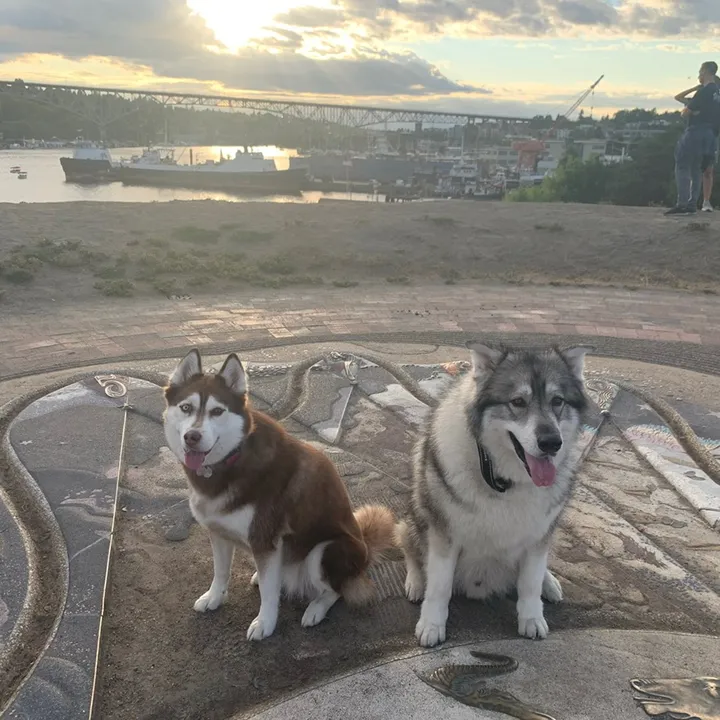 @wolfieworkingdogs