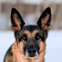 @germanshepherdkolt