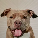 @koda.b.koda